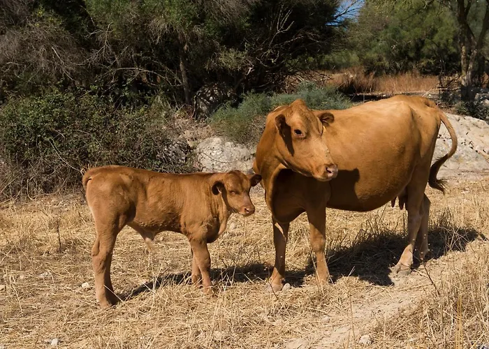 Agroturismo Can Feliu